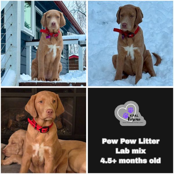 Ammo - Pew Pew Litter