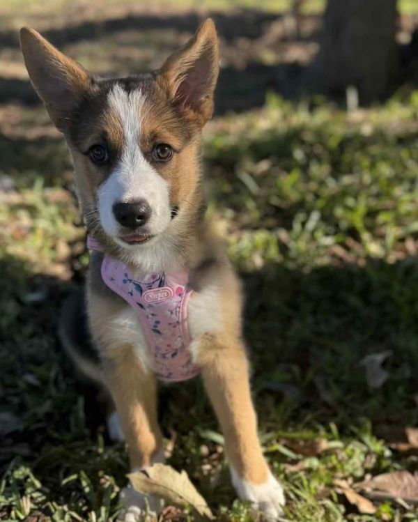 Belle- what a beauty!