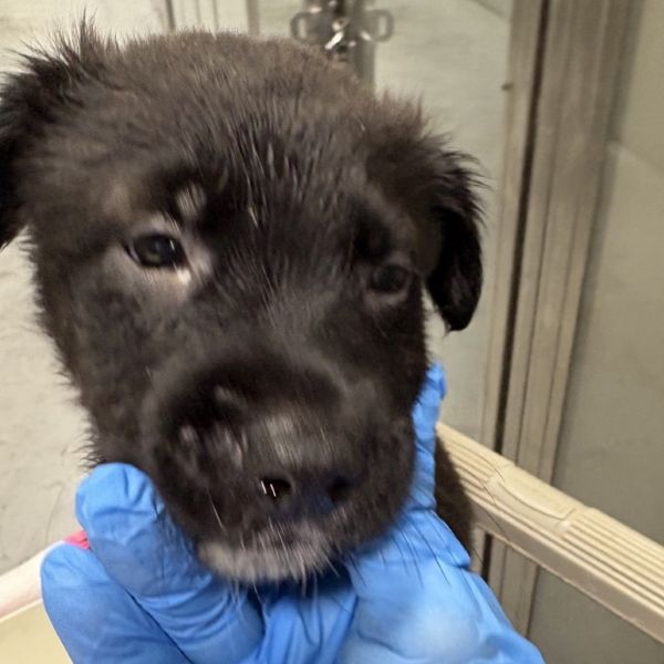 Cheeseburger thumbnail 2