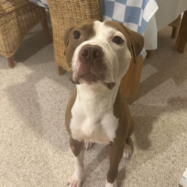 Wishbone thumbnail 2