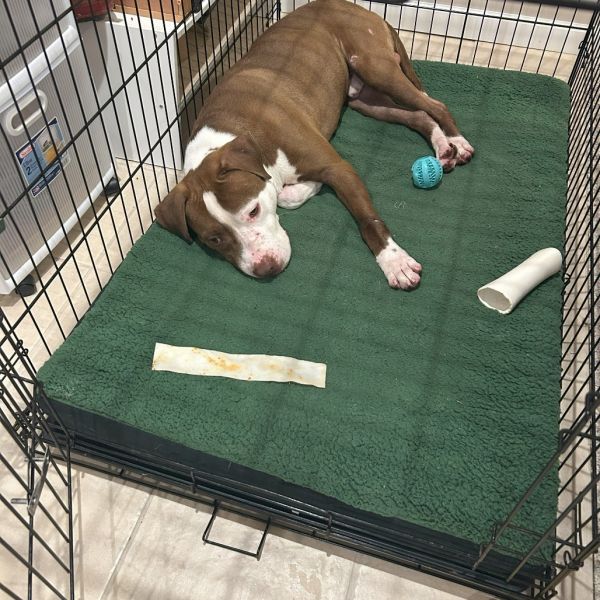 Wishbone thumbnail 3