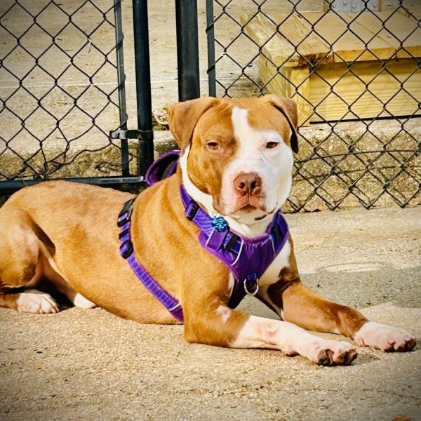 Wishbone thumbnail 4