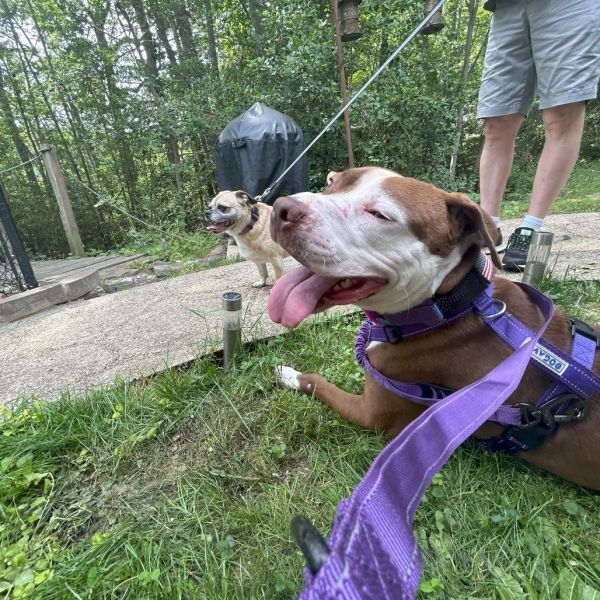 Wishbone thumbnail 5