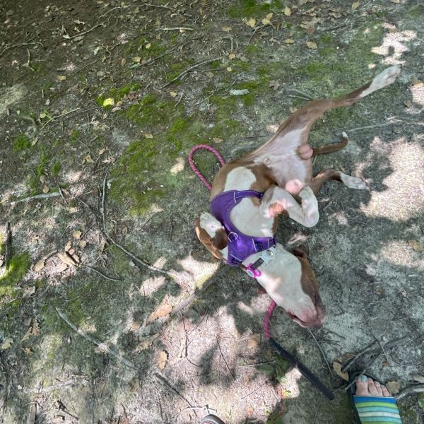 Wishbone thumbnail 6