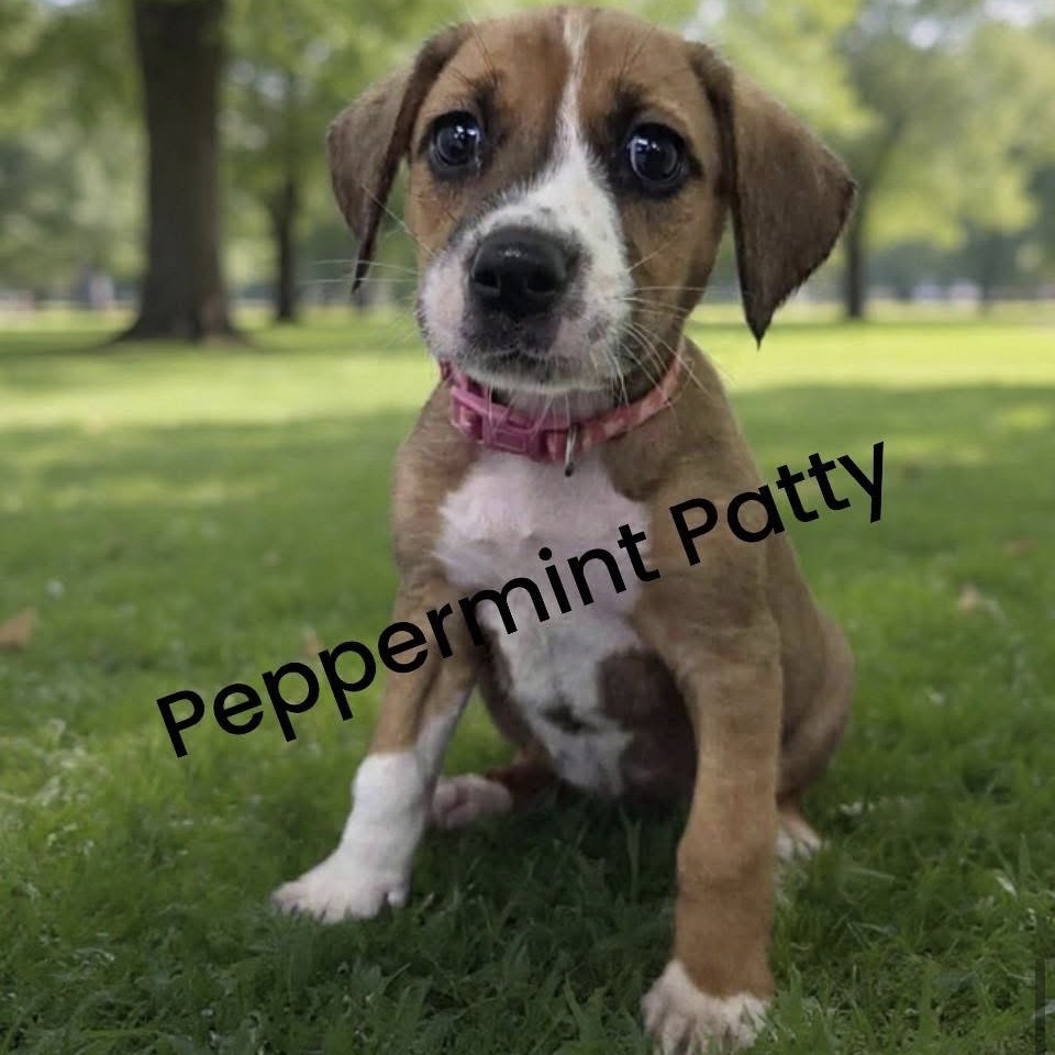 Peppermint Patty (Light Pink Collar)