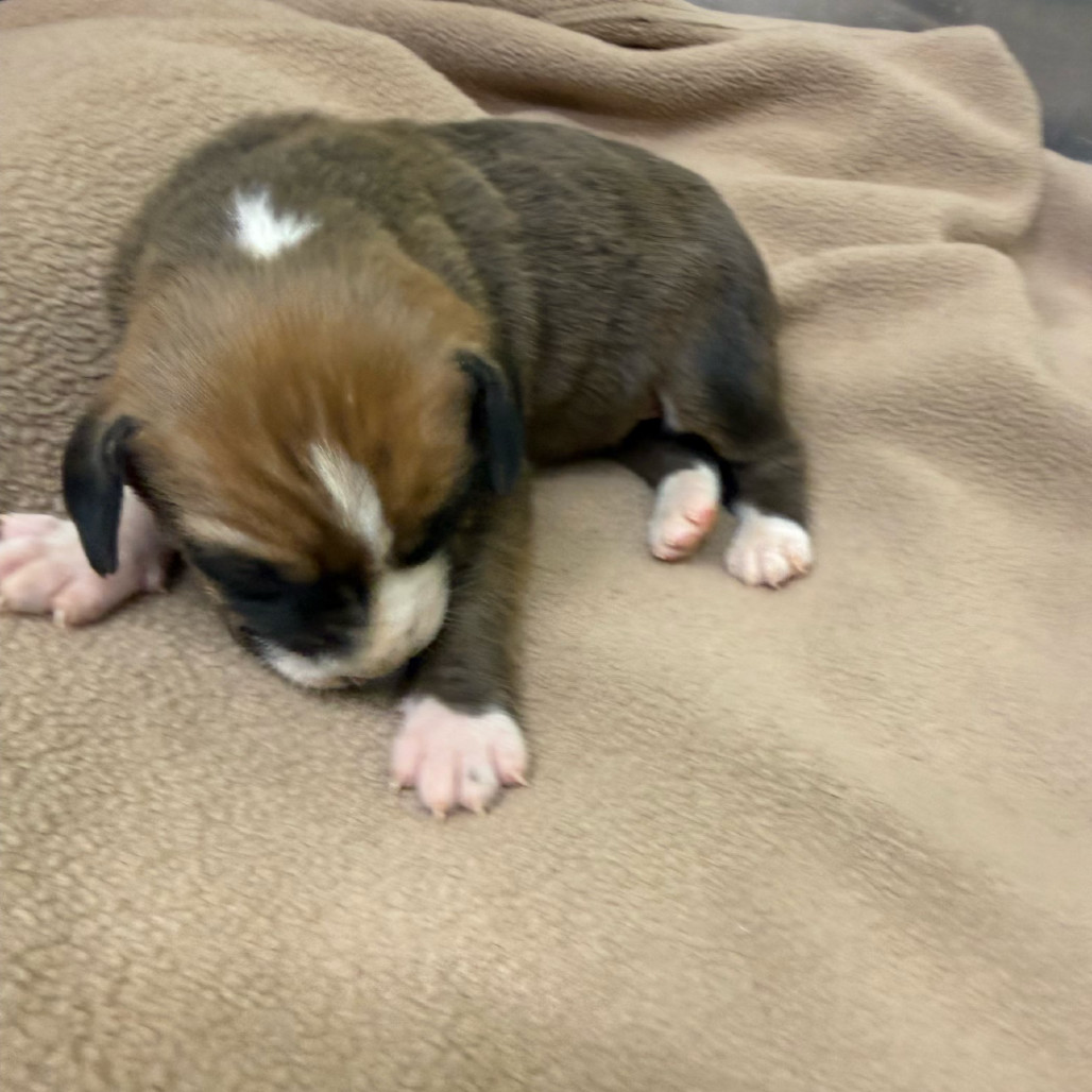 Peppermint Patty (Light Pink Collar)