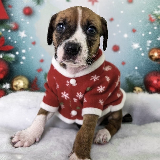 Peppermint Patty (Light Pink Collar)