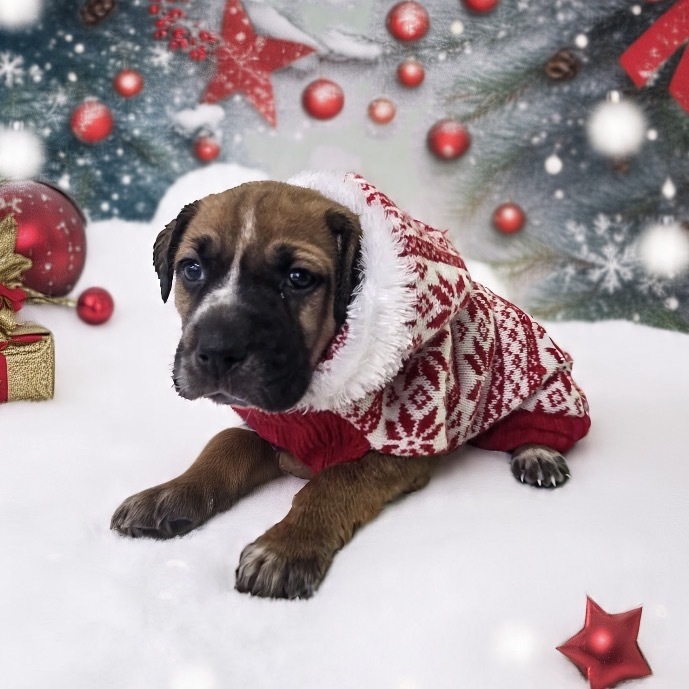 Charlie Brown (White collar)