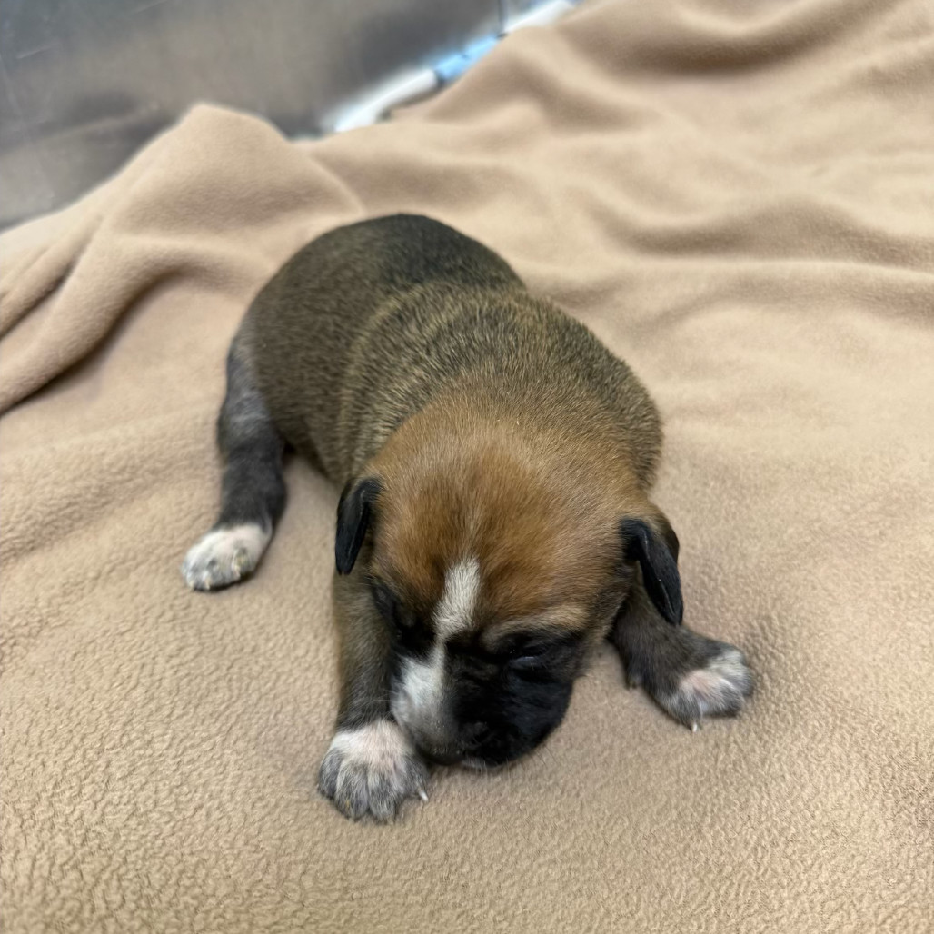 Charlie Brown (White collar)