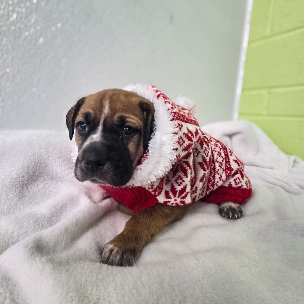 Charlie Brown (White collar)