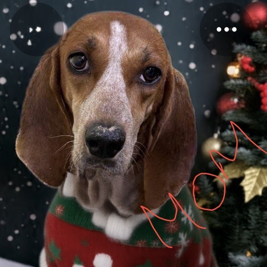 Charlie Brown (White collar)