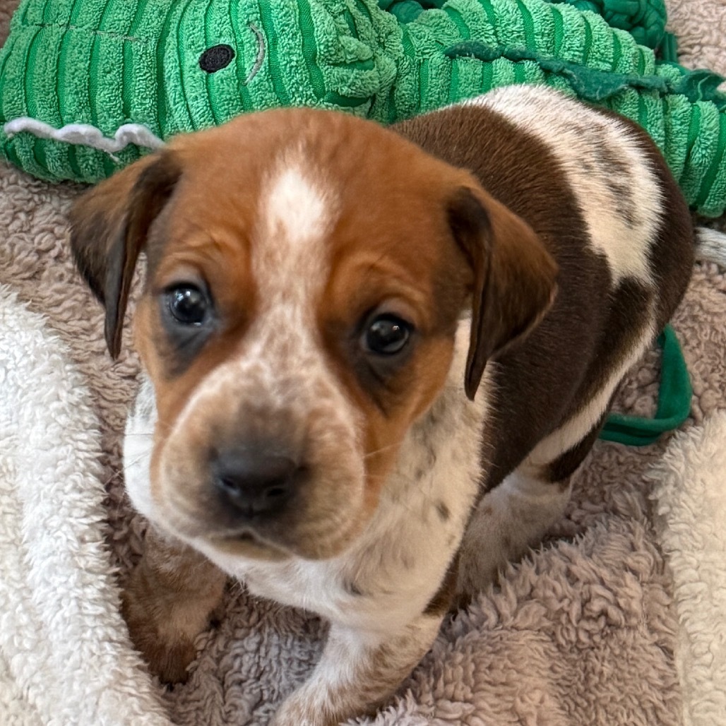 Sally (Dark Pink Collar)