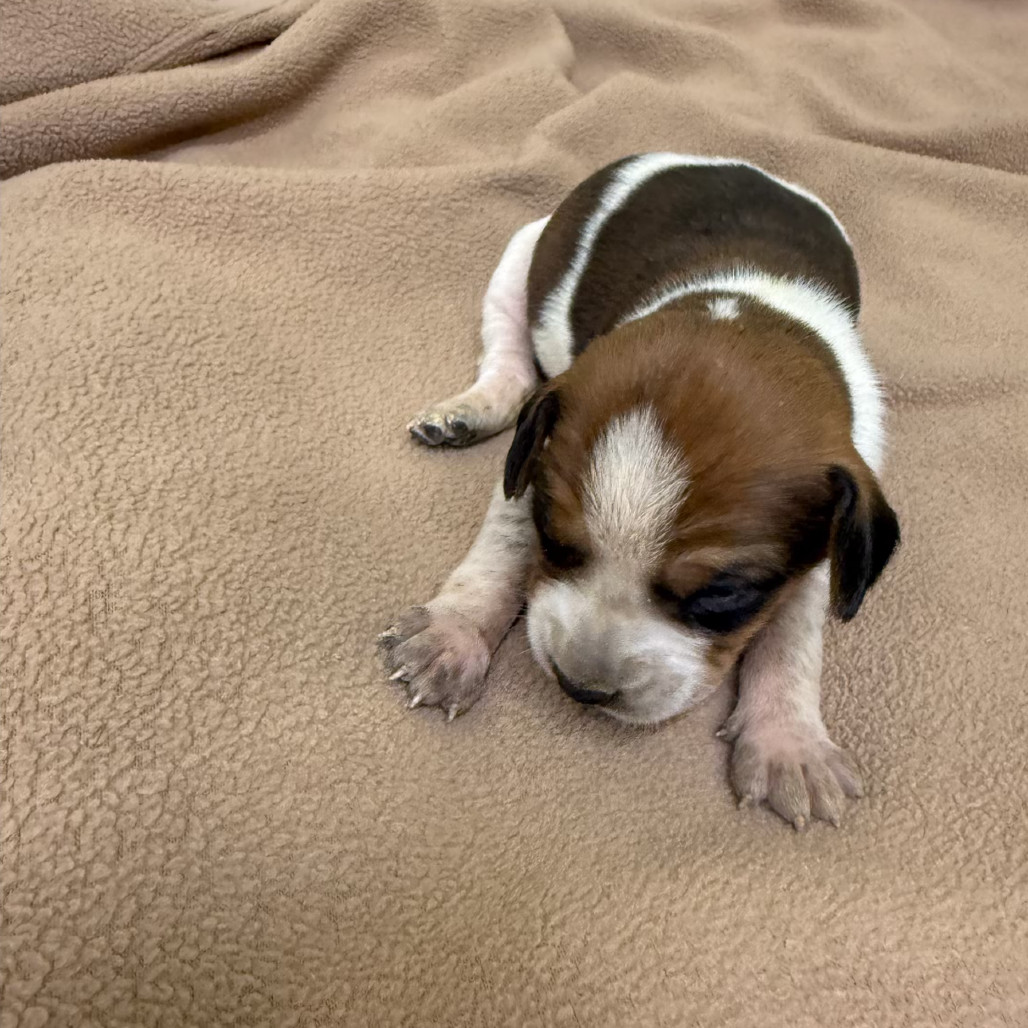 Sally (Dark Pink Collar)