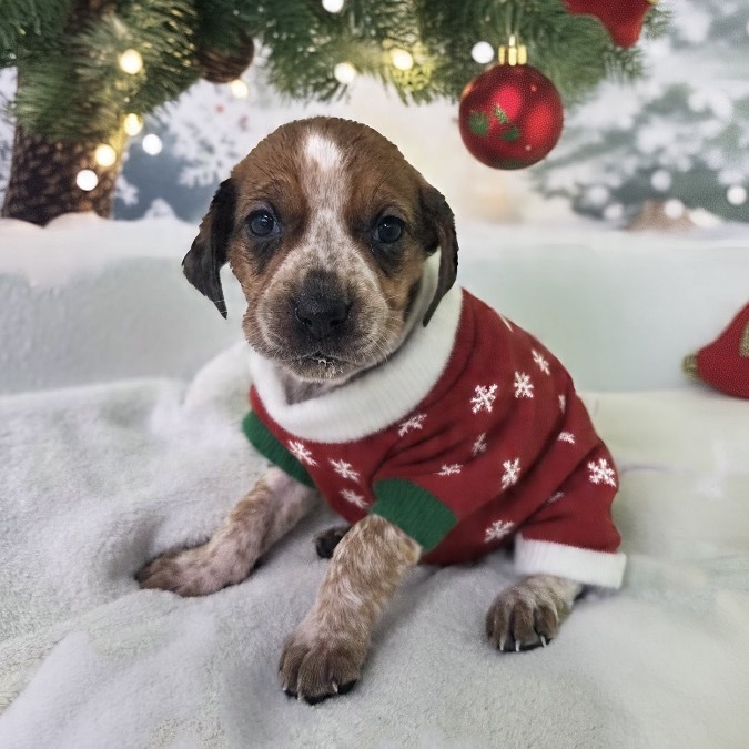 Sally (Dark Pink Collar)