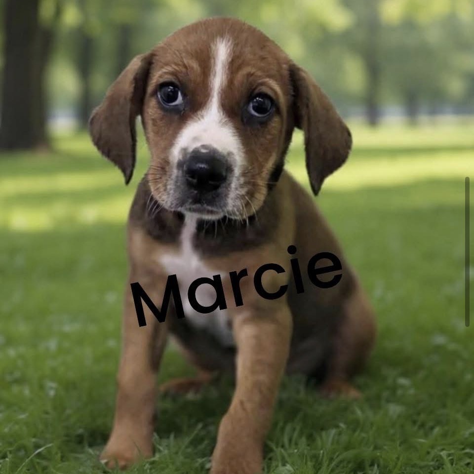 Marcie(Purple Collar)
