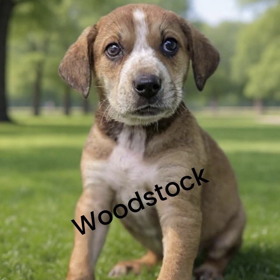 Woodstock (Gold Collar)