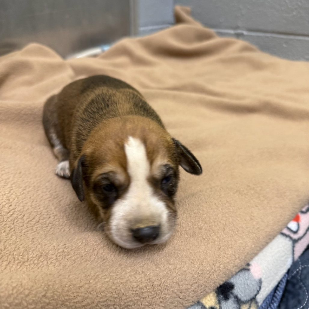 Woodstock (Gold Collar)