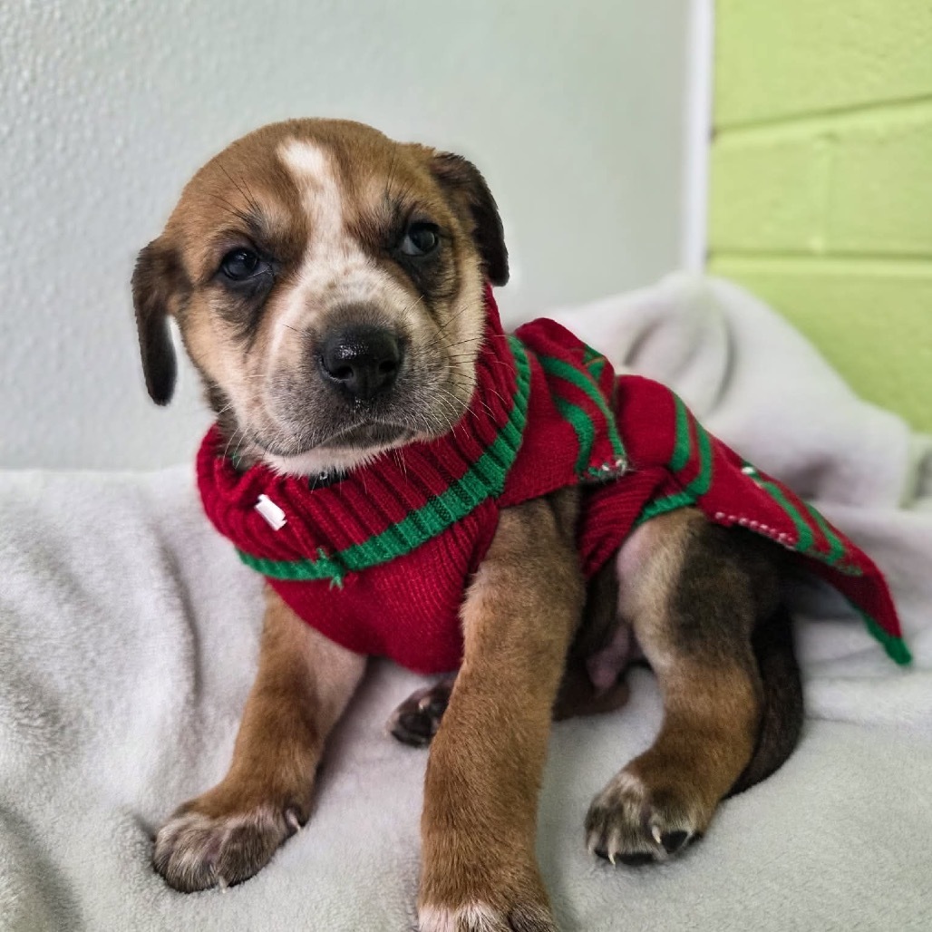 Woodstock (Gold Collar)