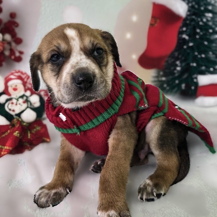 Woodstock (Gold Collar)