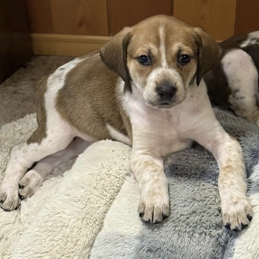 Frieda (Royal Blue collar)