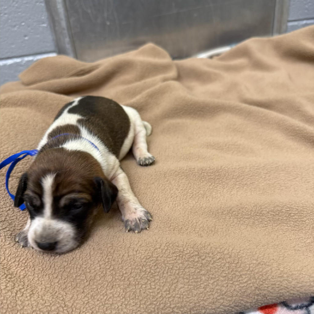 Frieda (Royal Blue collar)