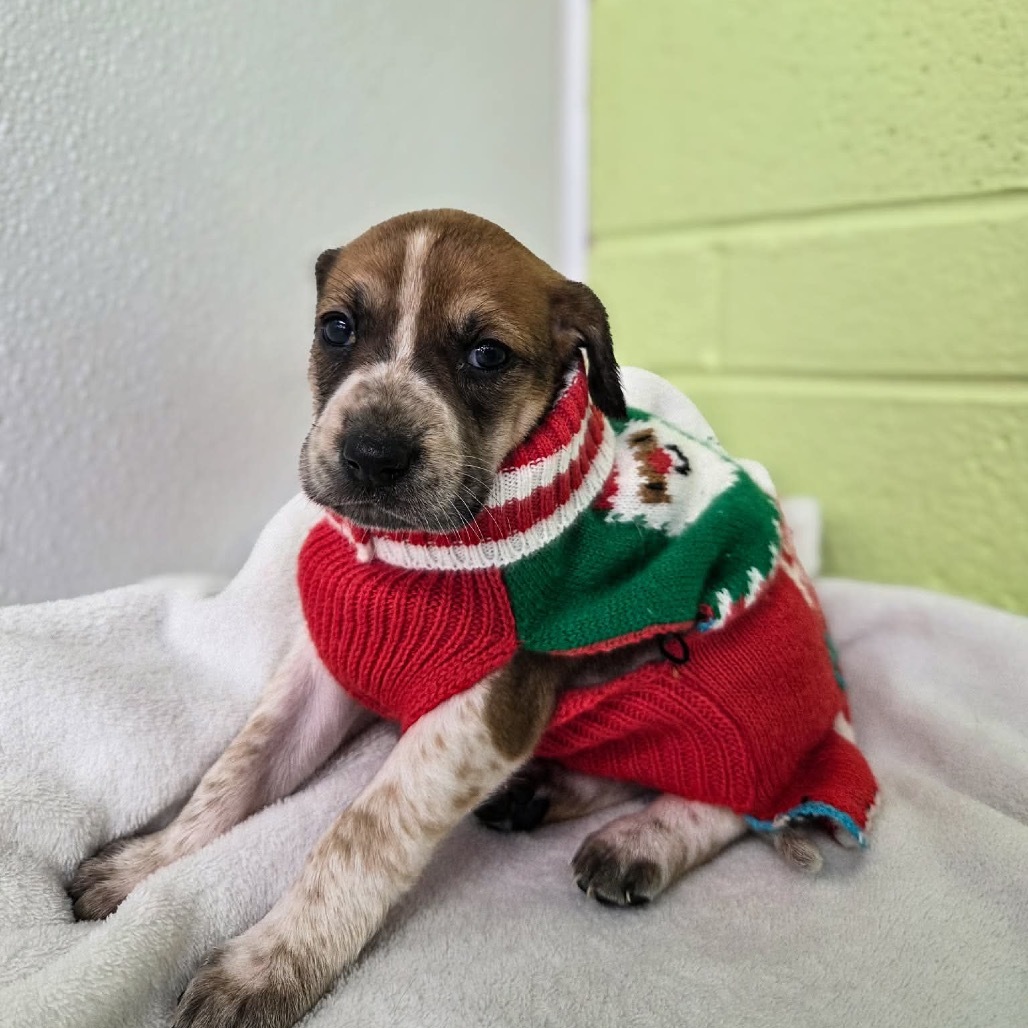 Frieda (Royal Blue collar)