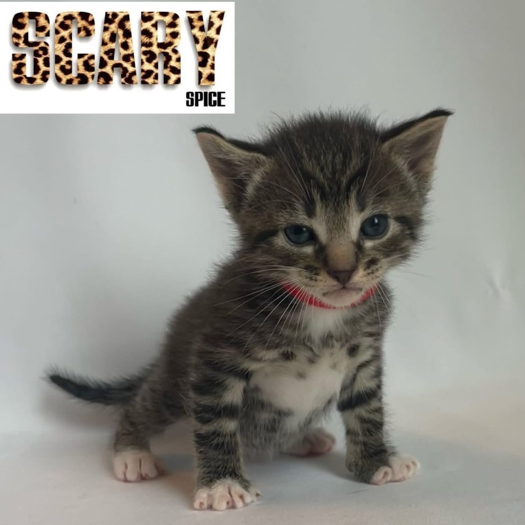 Scary Spice