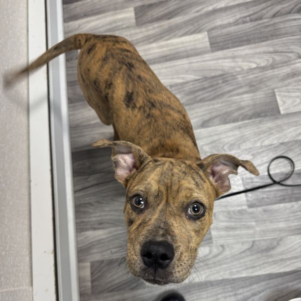 Savannah thumbnail 3