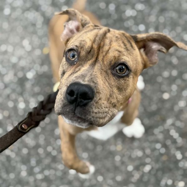 Savannah thumbnail 6