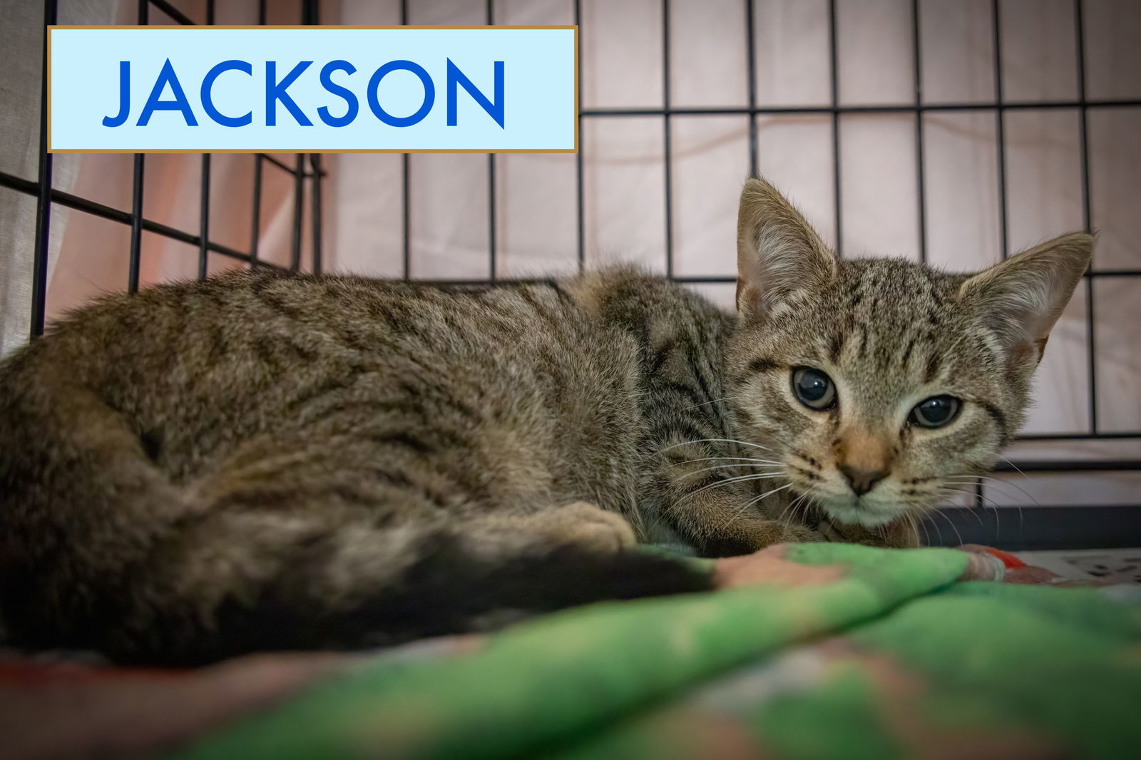 Jackson (FCID# 10/27/2025 - 21)