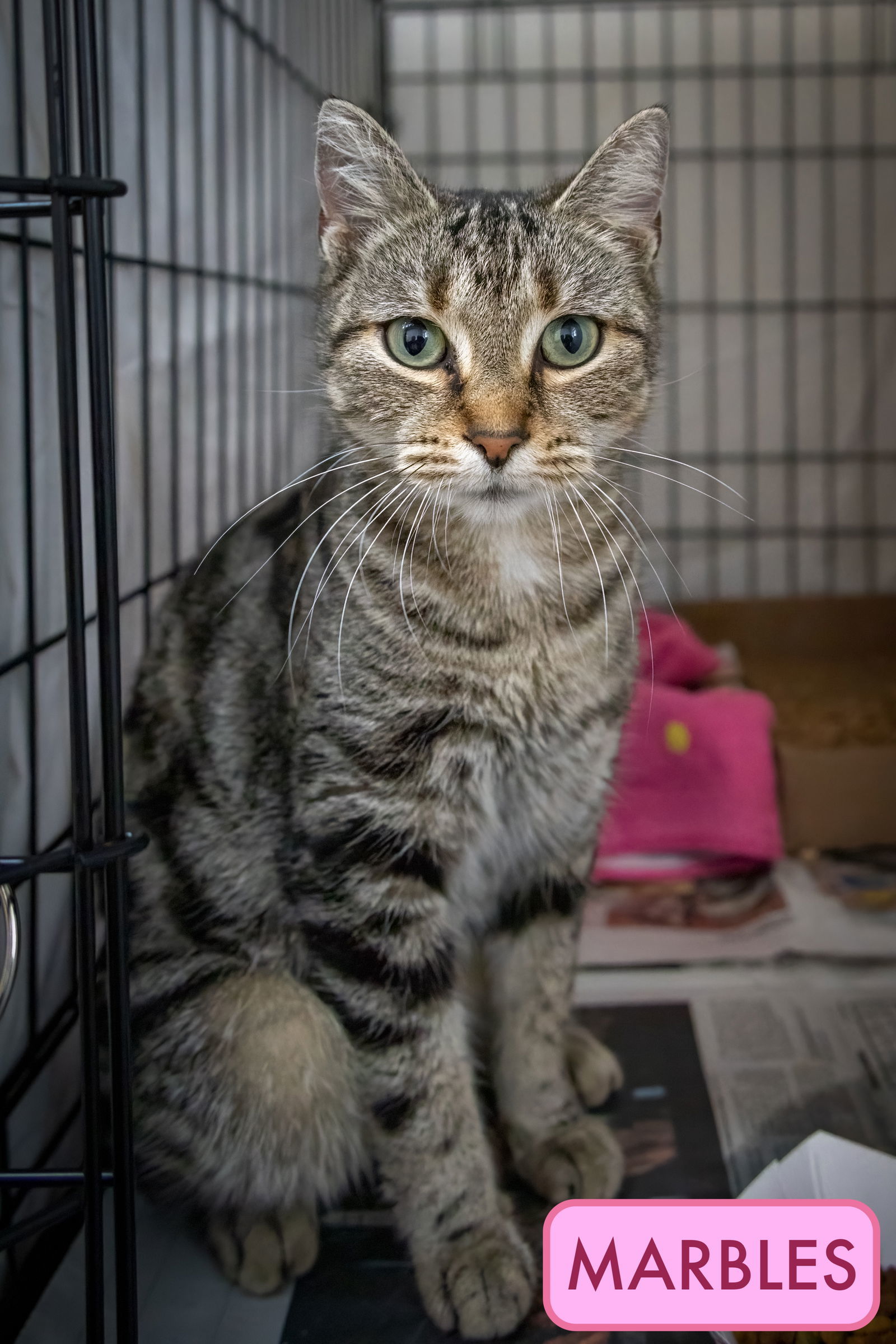 Marbles (FCID# 10/27/2025 - 17 Trainer)