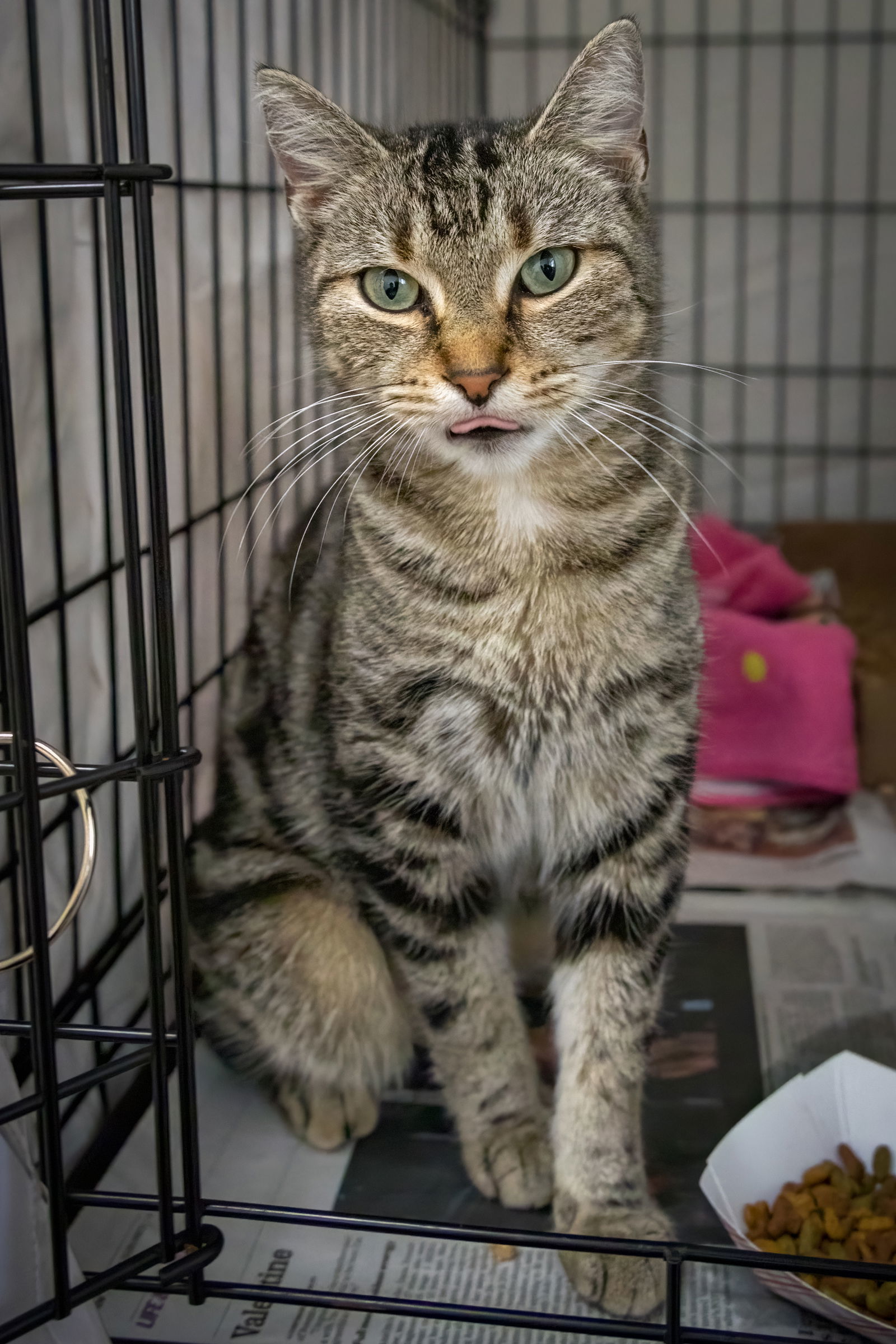 Marbles (FCID# 10/27/2025 - 17 Trainer)