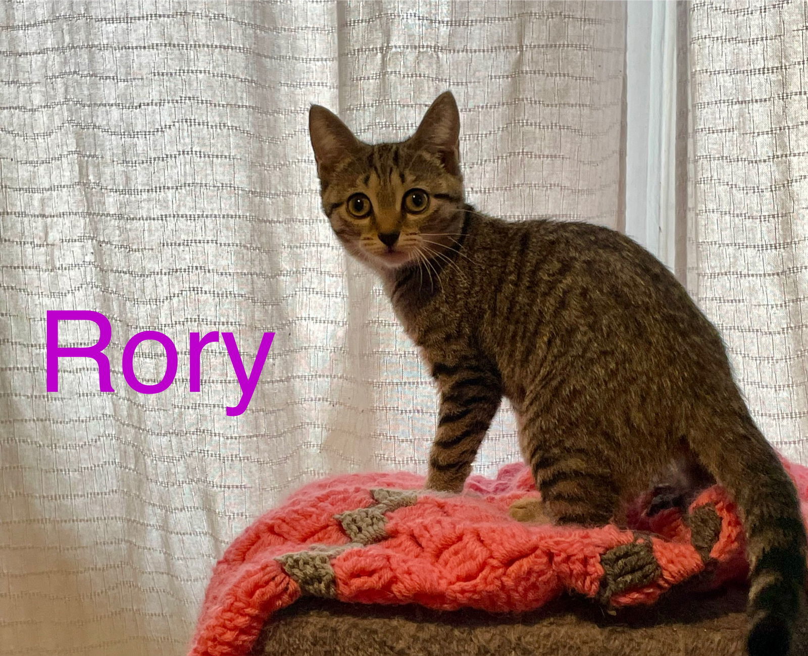 Rory w/Lorelie Willow Grove Area, (10/28/25-124)