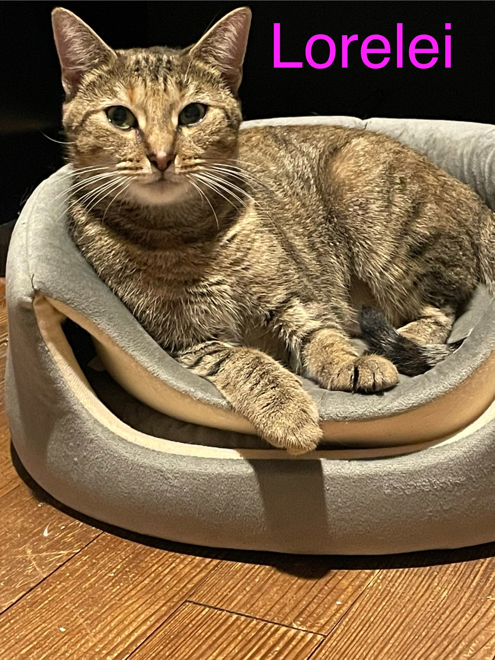 Rory w/Lorelie Willow Grove Area, (10/28/25-124)