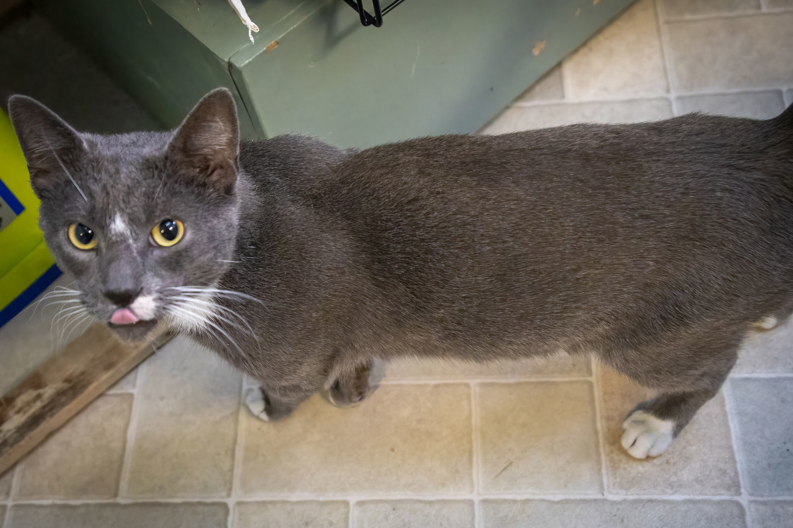 Gravie (FCID# 10/27/2025 - 18 Trainer)