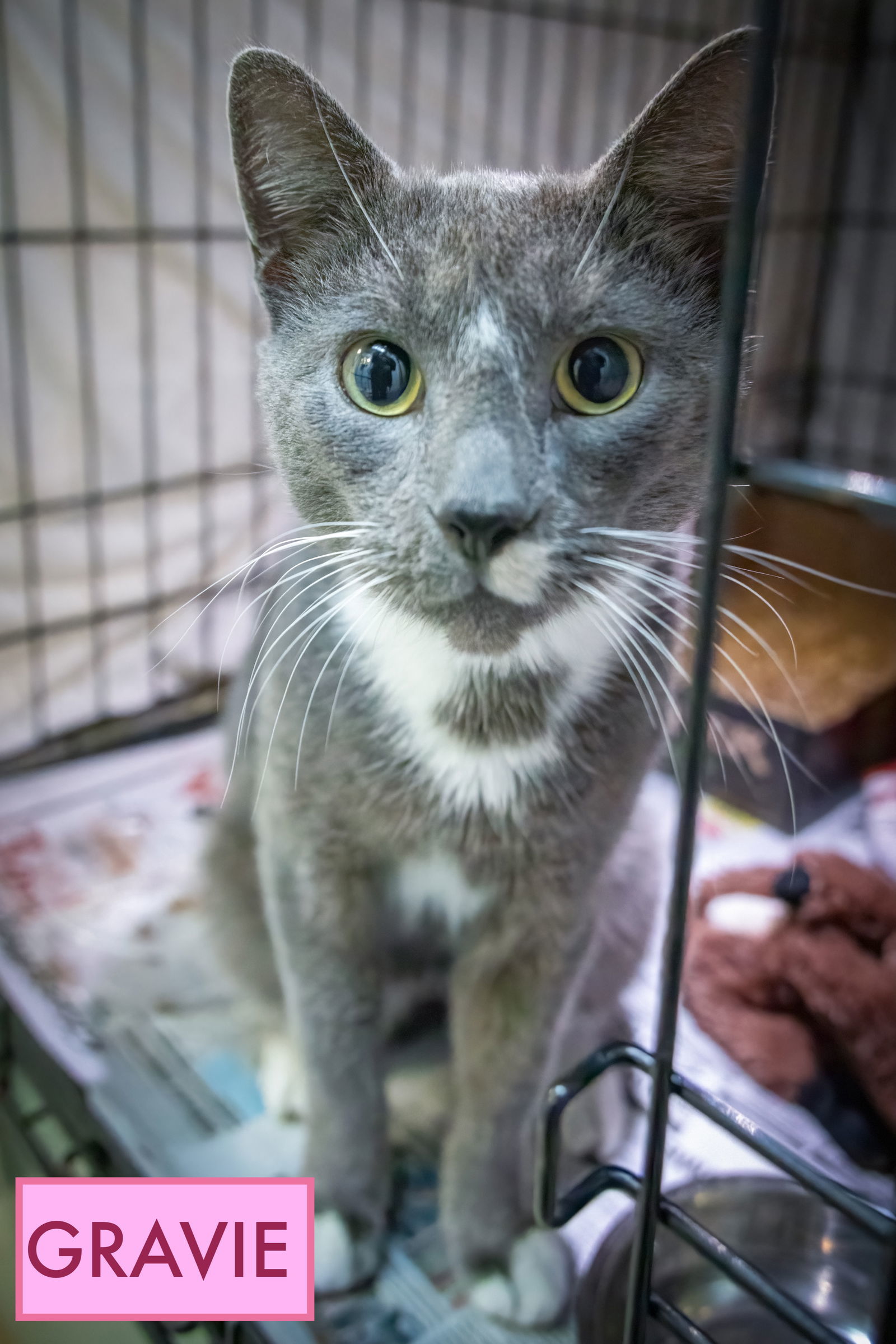 Gravie (FCID# 10/27/2025 - 18 Trainer)