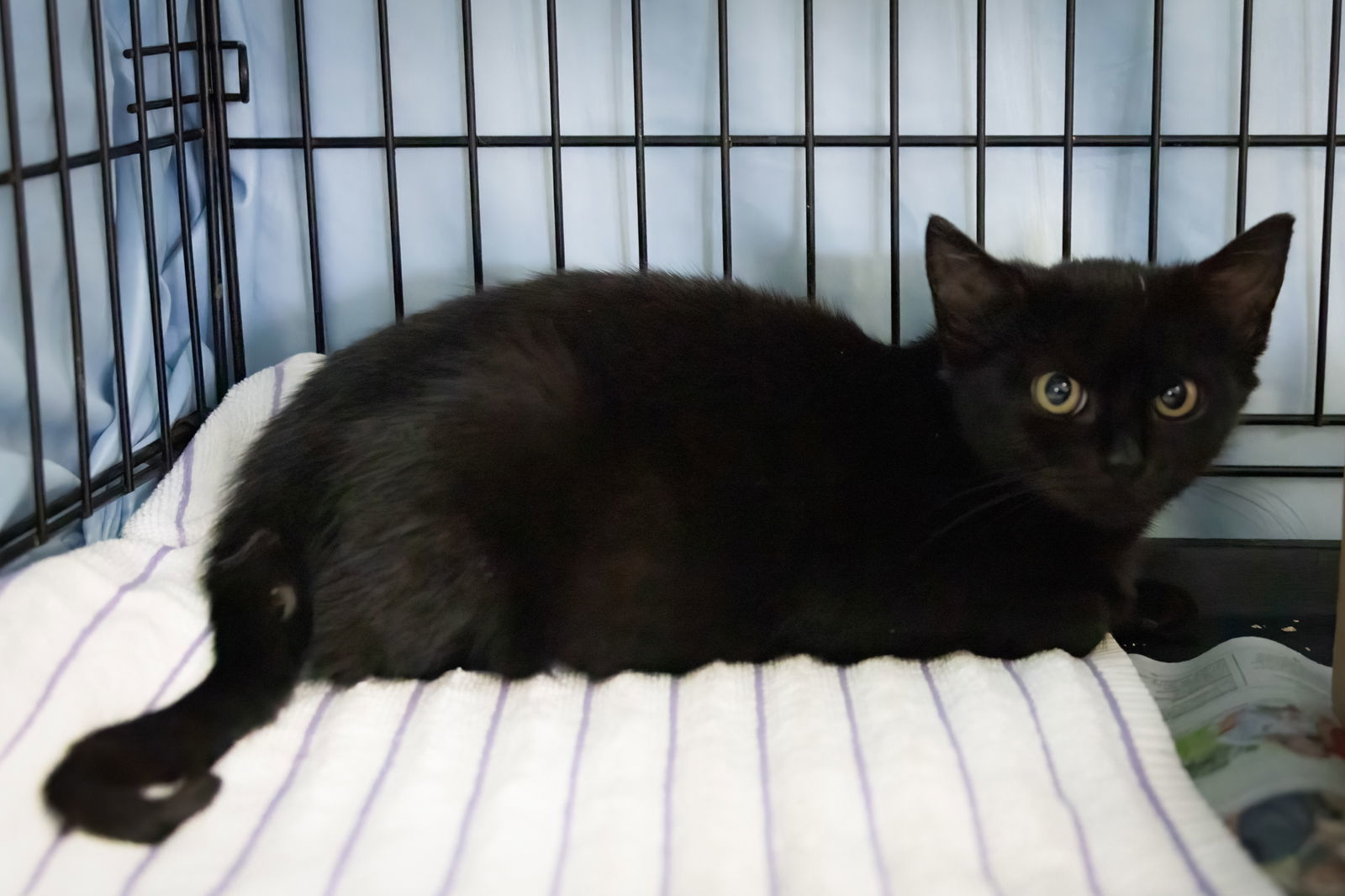 Josie (FCID# 10/27/2025 - 24 Trainer)