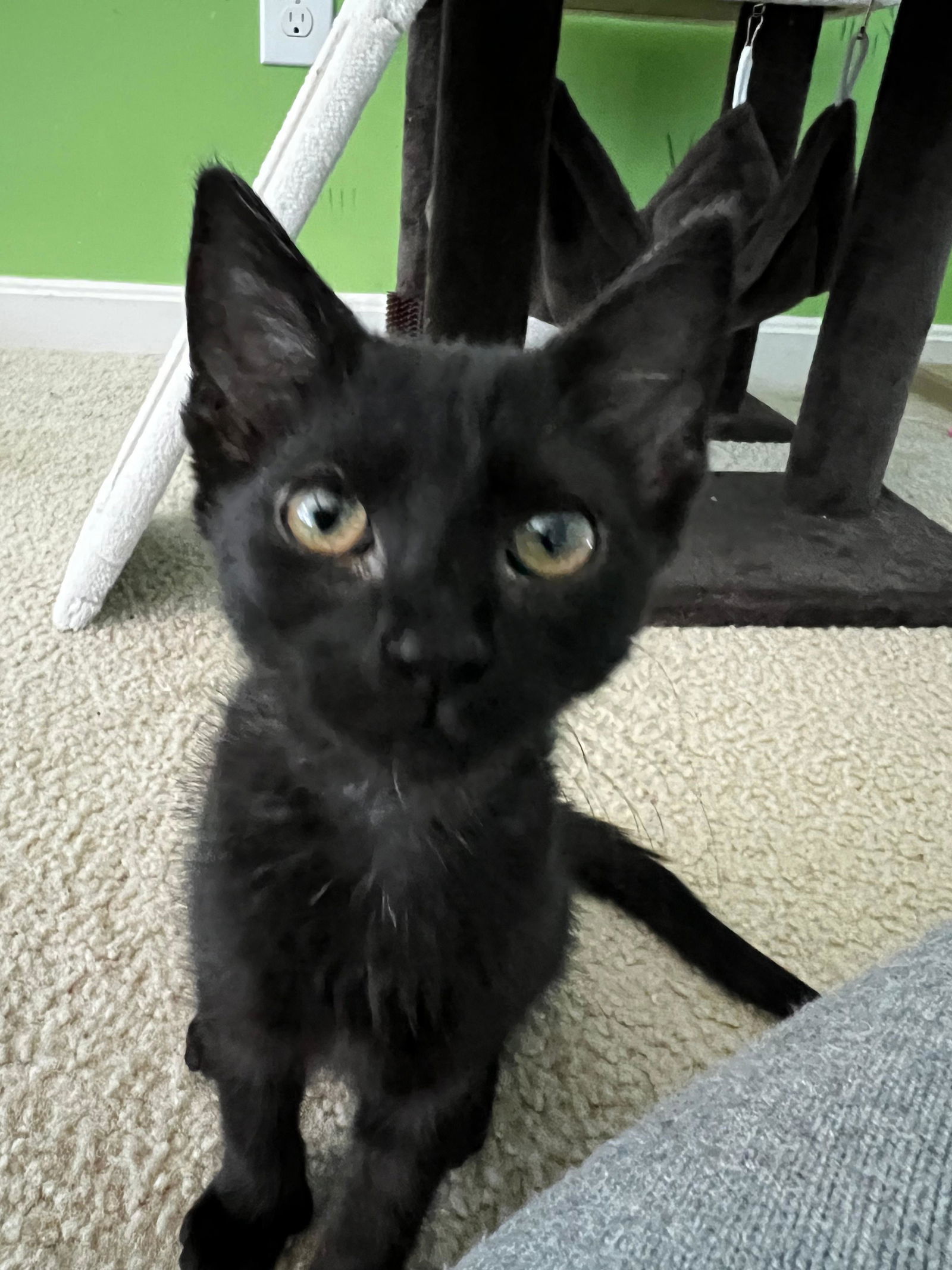 Cleo (FCID# 10/16/2025 - 57 Middletown PS) KC