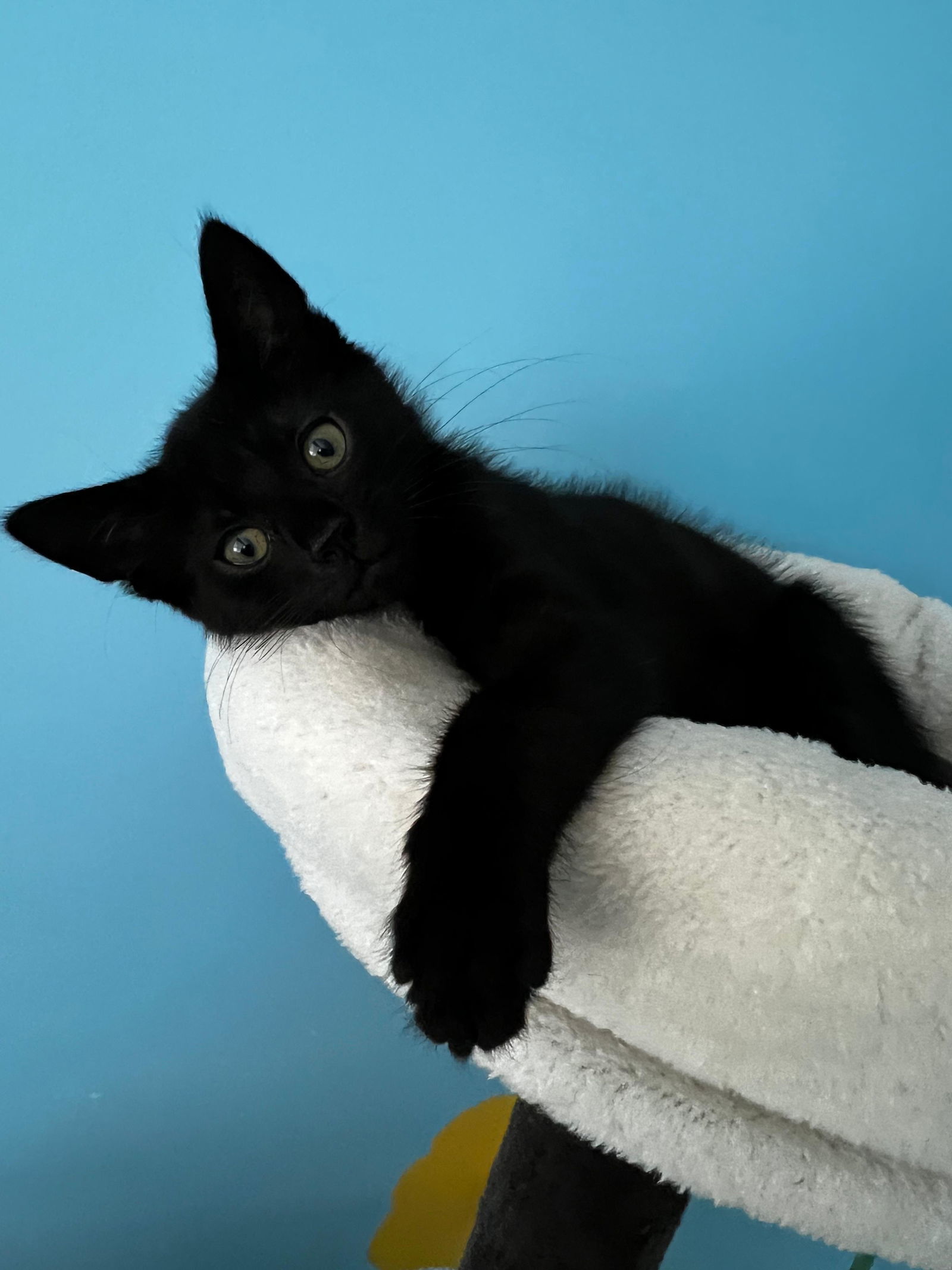 Jett (FCID# 10/29/2025 - 5 Middletown PS) KC