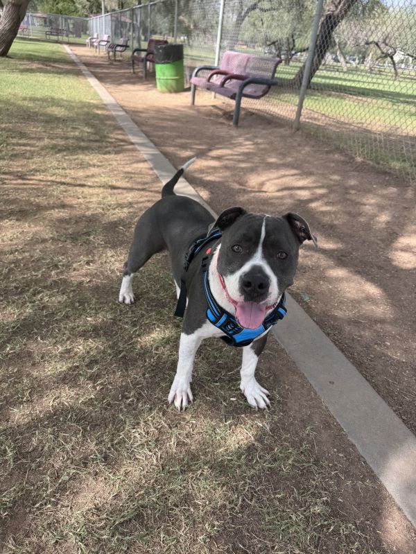 RYDER formerly LOWRIDER