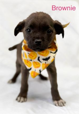 Brownie