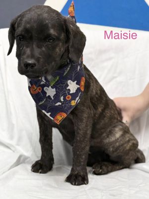 Maisie