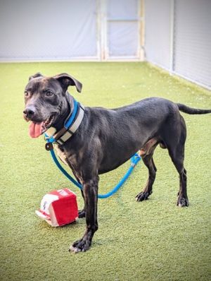 Casey Jones (in foster)