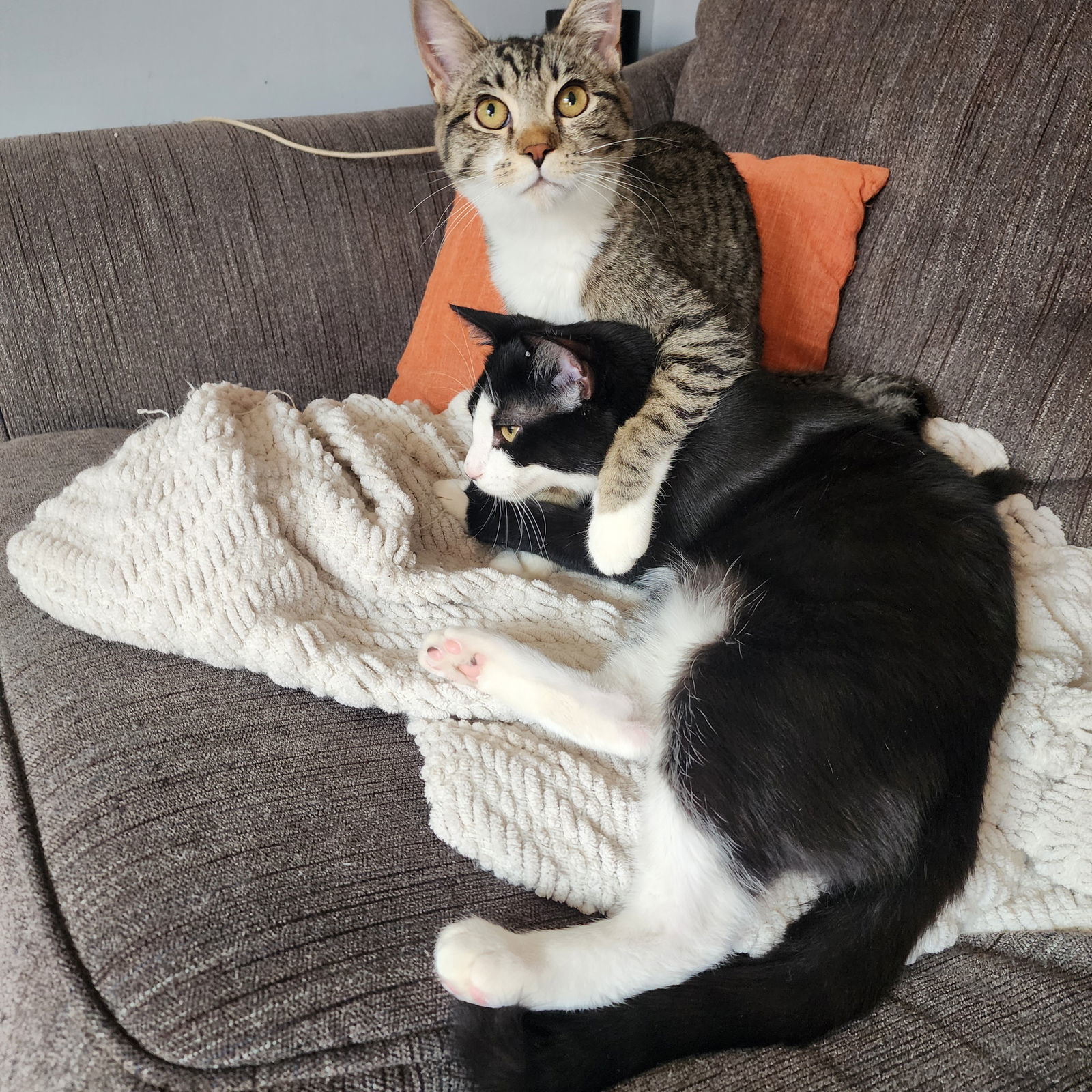 Peanut w/Pecan, Willow Grove (08/26/25-156) KDC