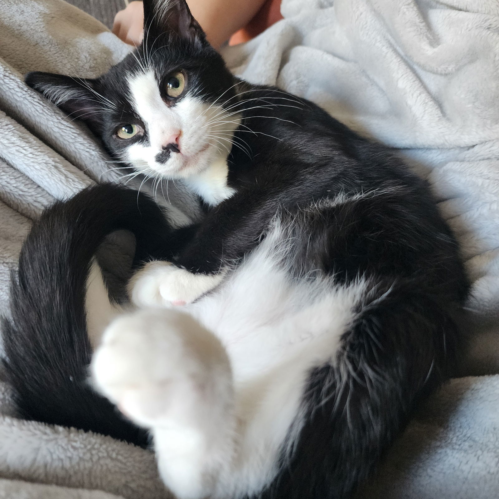 Peanut w/Pecan, Willow Grove (08/26/25-156) KDC