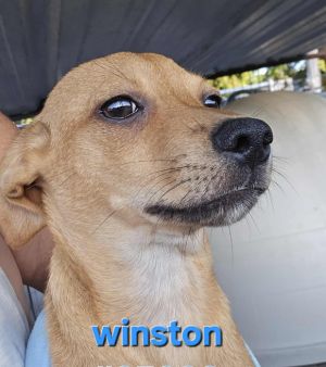 Winston in TX