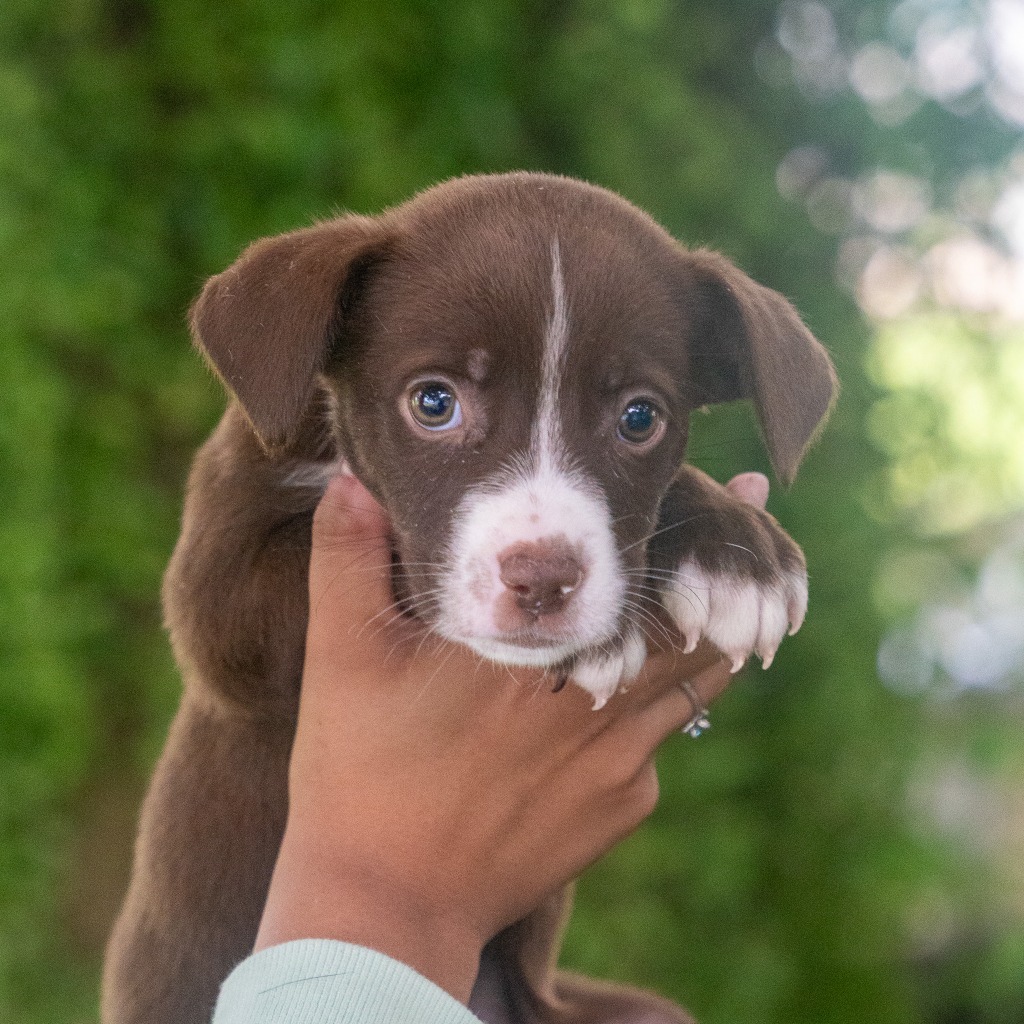 Do, an adoptable Affenpinscher in Mangilao, GU, 96923 | Photo Image 1