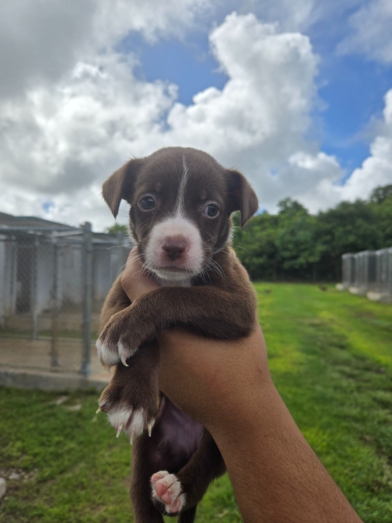 Do, an adoptable Affenpinscher in Mangilao, GU, 96923 | Photo Image 2