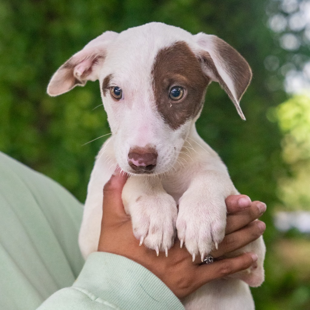 Sheriff Hank Wilder, an adoptable Affenpinscher in Mangilao, GU, 96923 | Photo Image 1