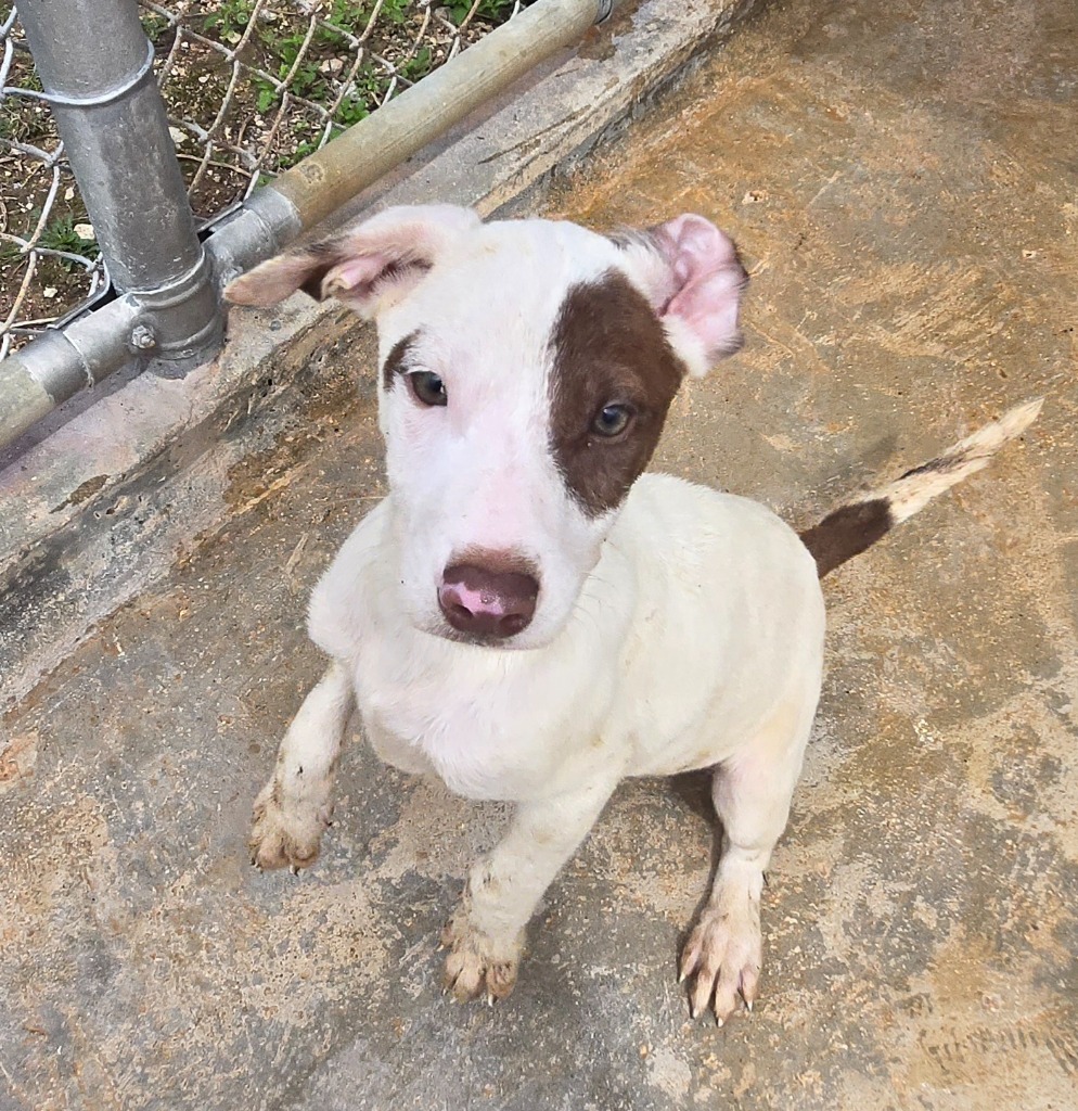 Sheriff Hank Wilder, an adoptable Affenpinscher in Mangilao, GU, 96923 | Photo Image 2